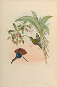 Campylopterus lazulus = Campylopterus falcatus af John Gould